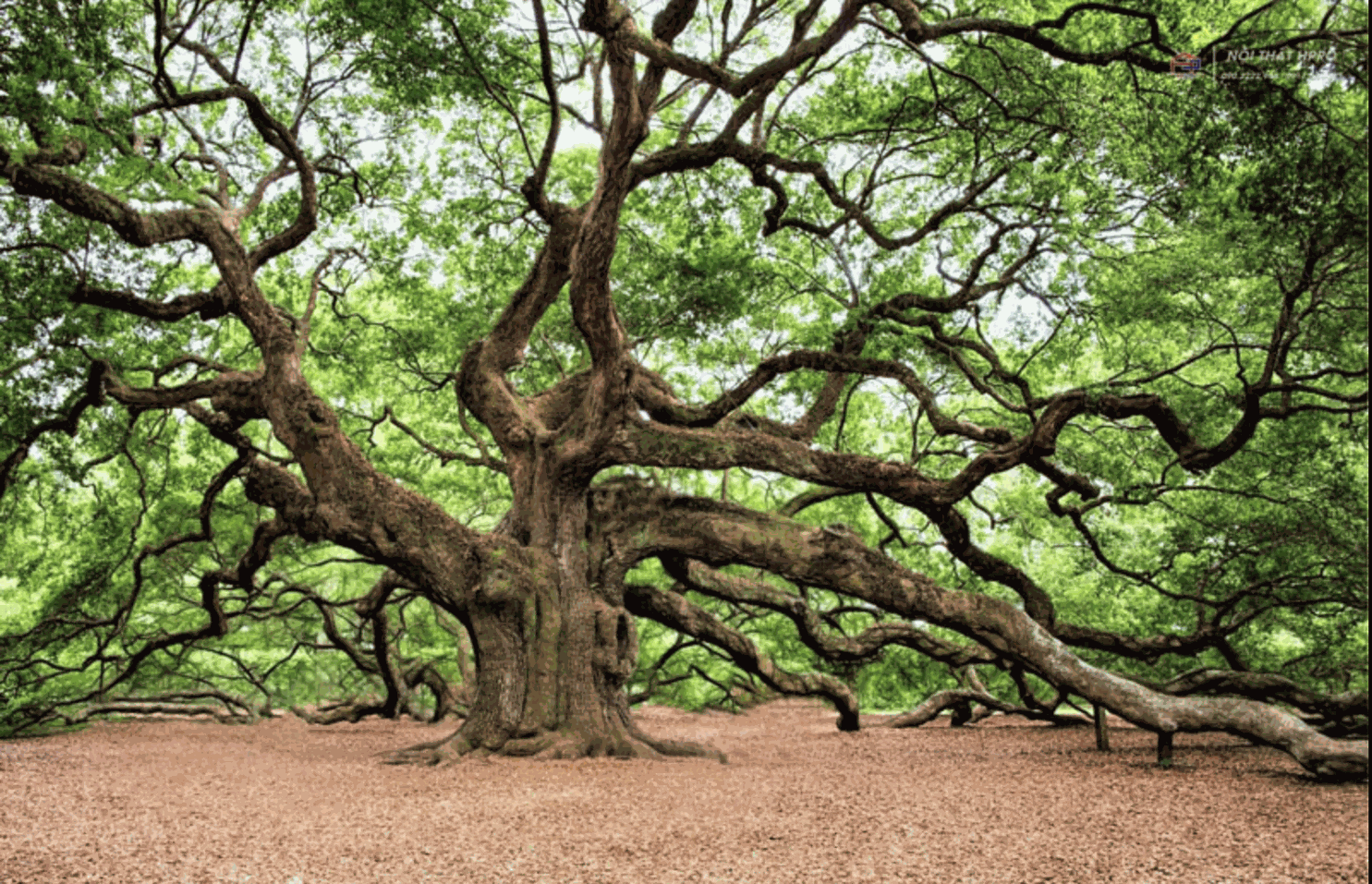 Cây gỗ Sồi (Oak)