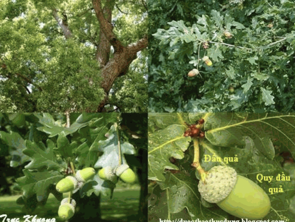 Quả cây gỗ Sồi